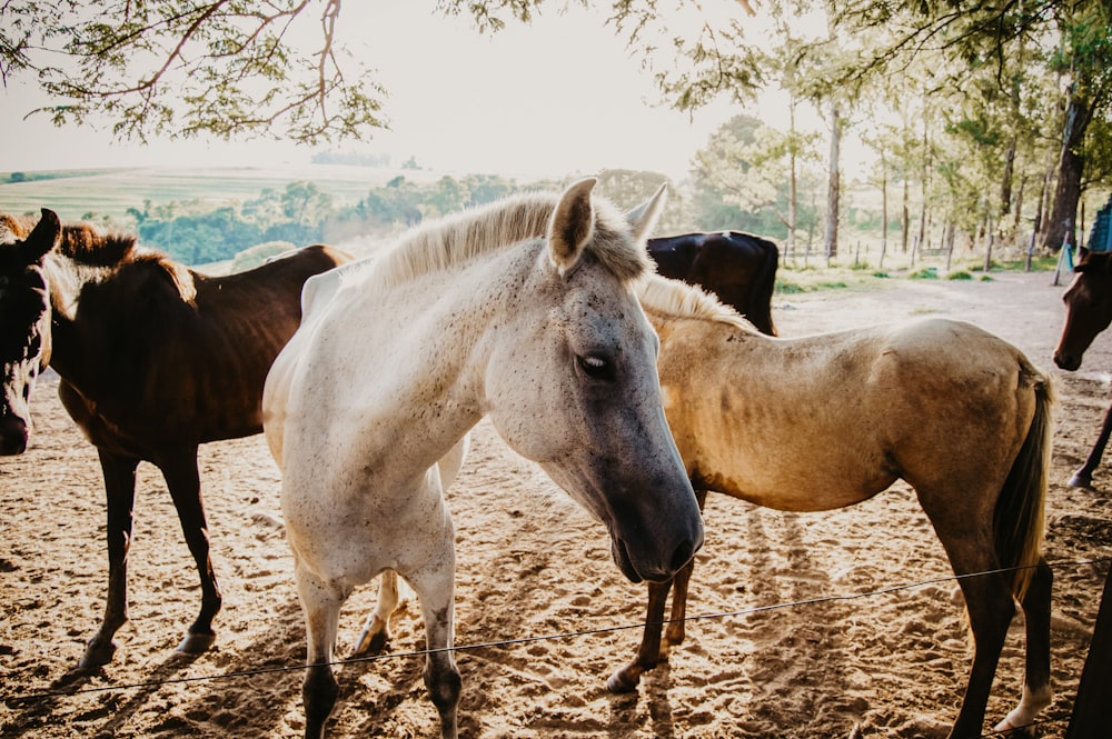 a group of horses standing next to each other