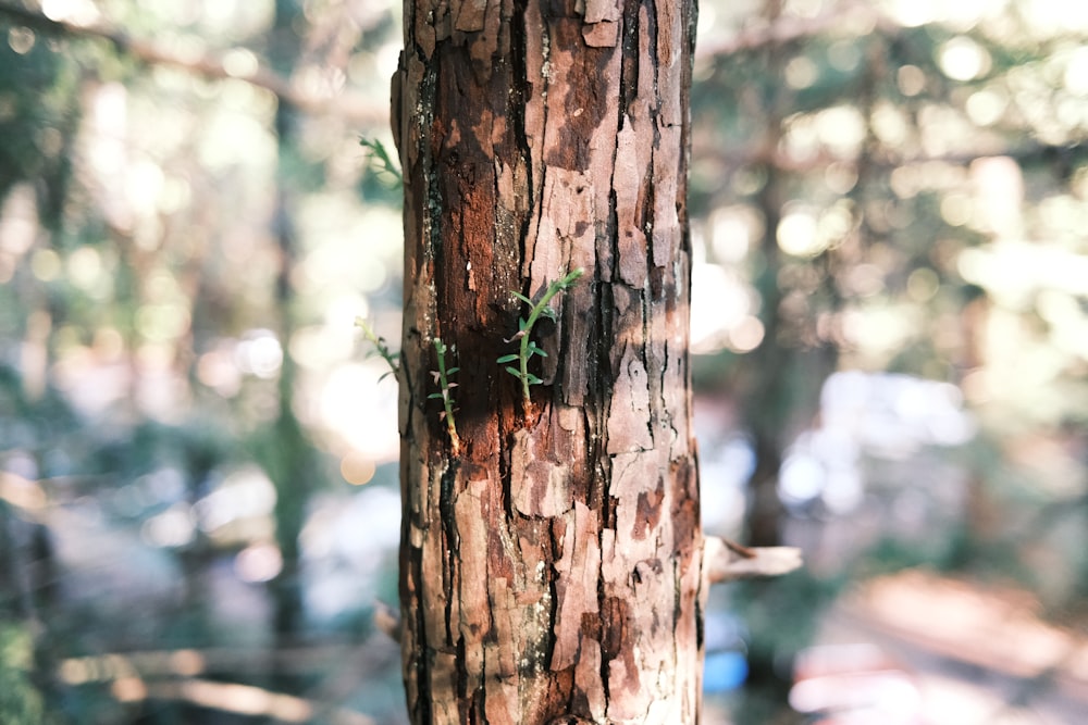 a close up of a tree trunk in a forest