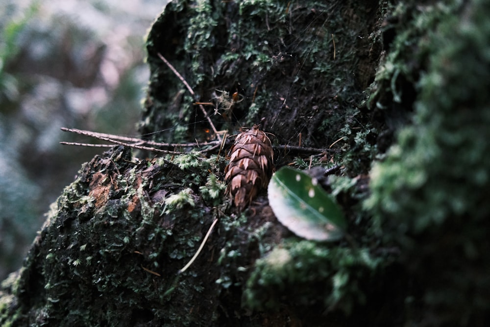 a close up of a pine cone on a tree