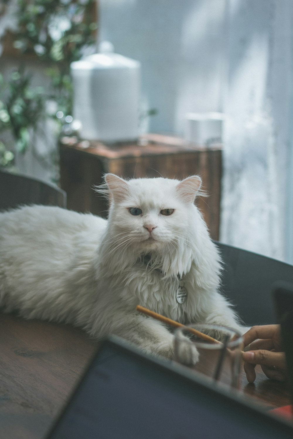 a white cat laying on top of a wooden table