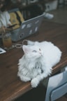 a white cat sitting on top of a wooden table