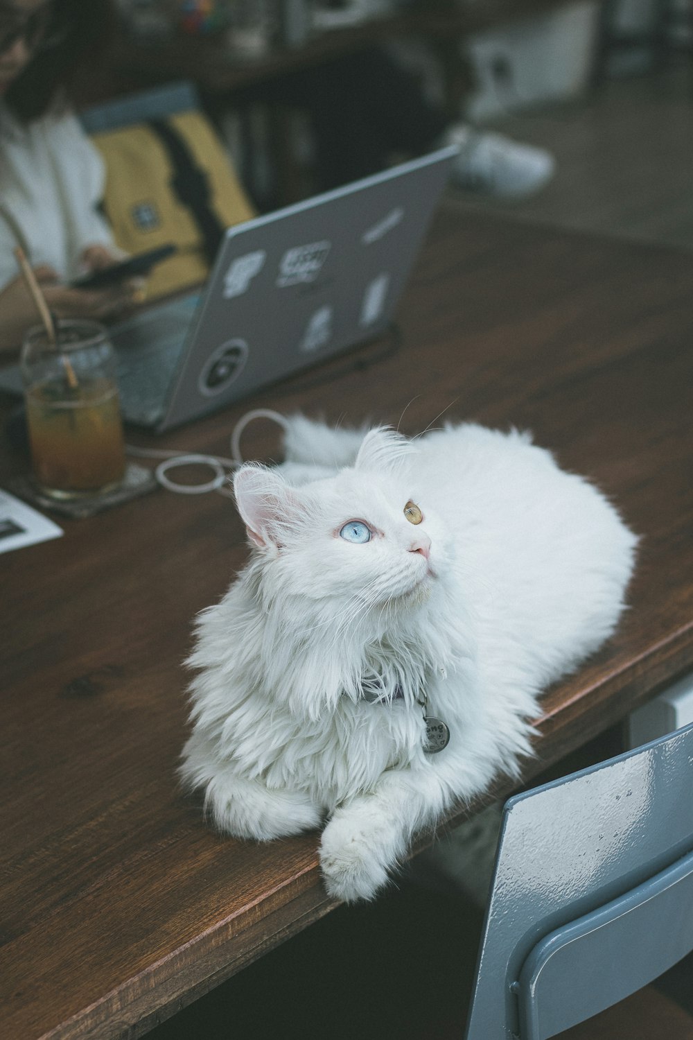 a white cat sitting on top of a wooden table