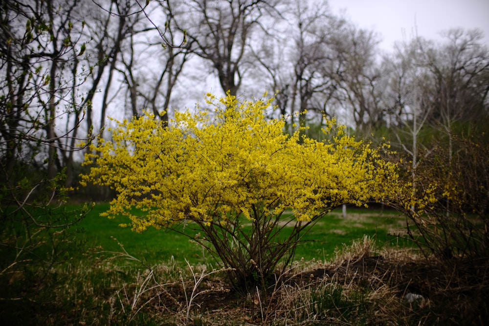 a bush with yellow flowers in the middle of a field