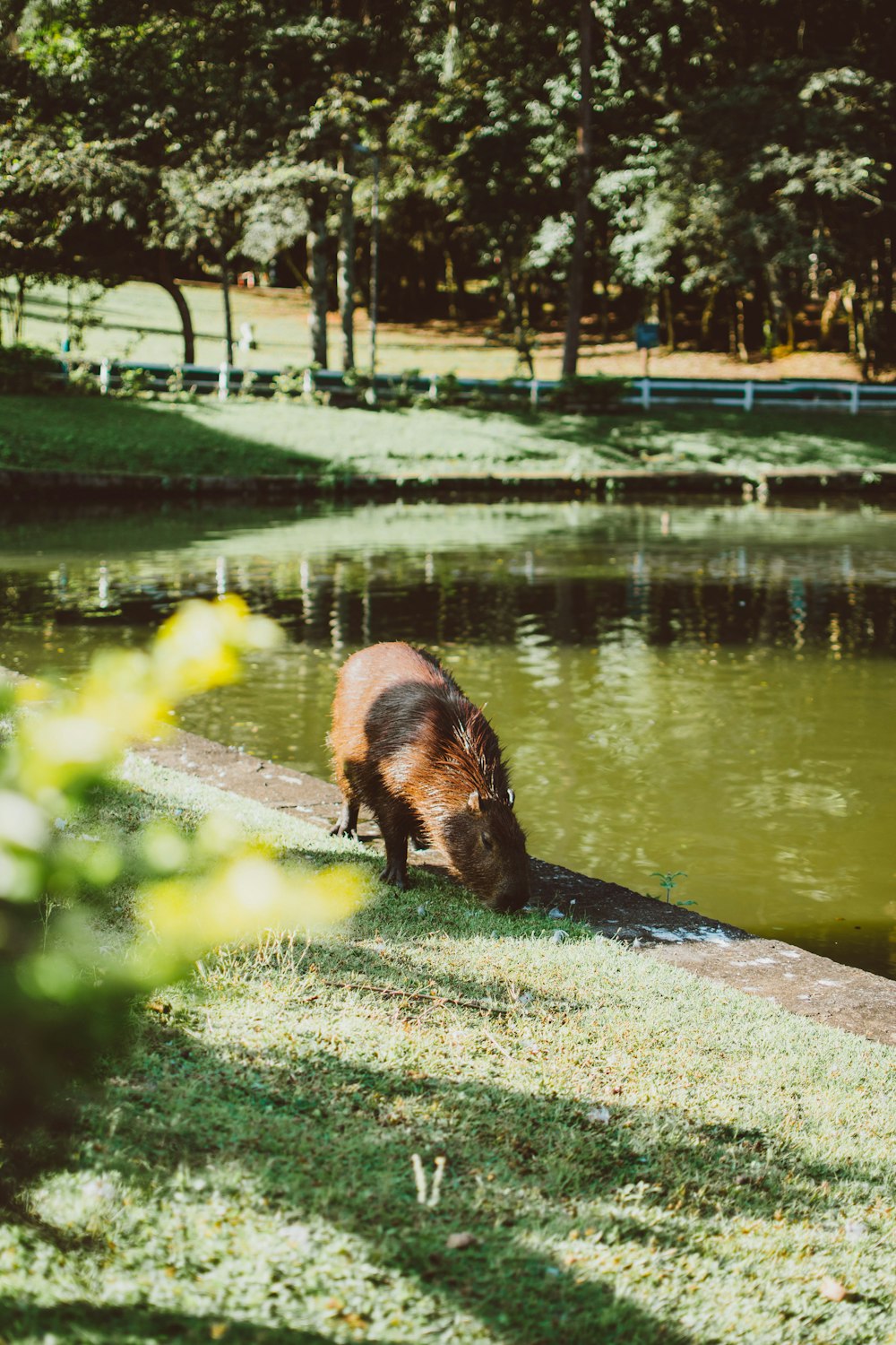 a brown and black animal standing on top of a grass covered field