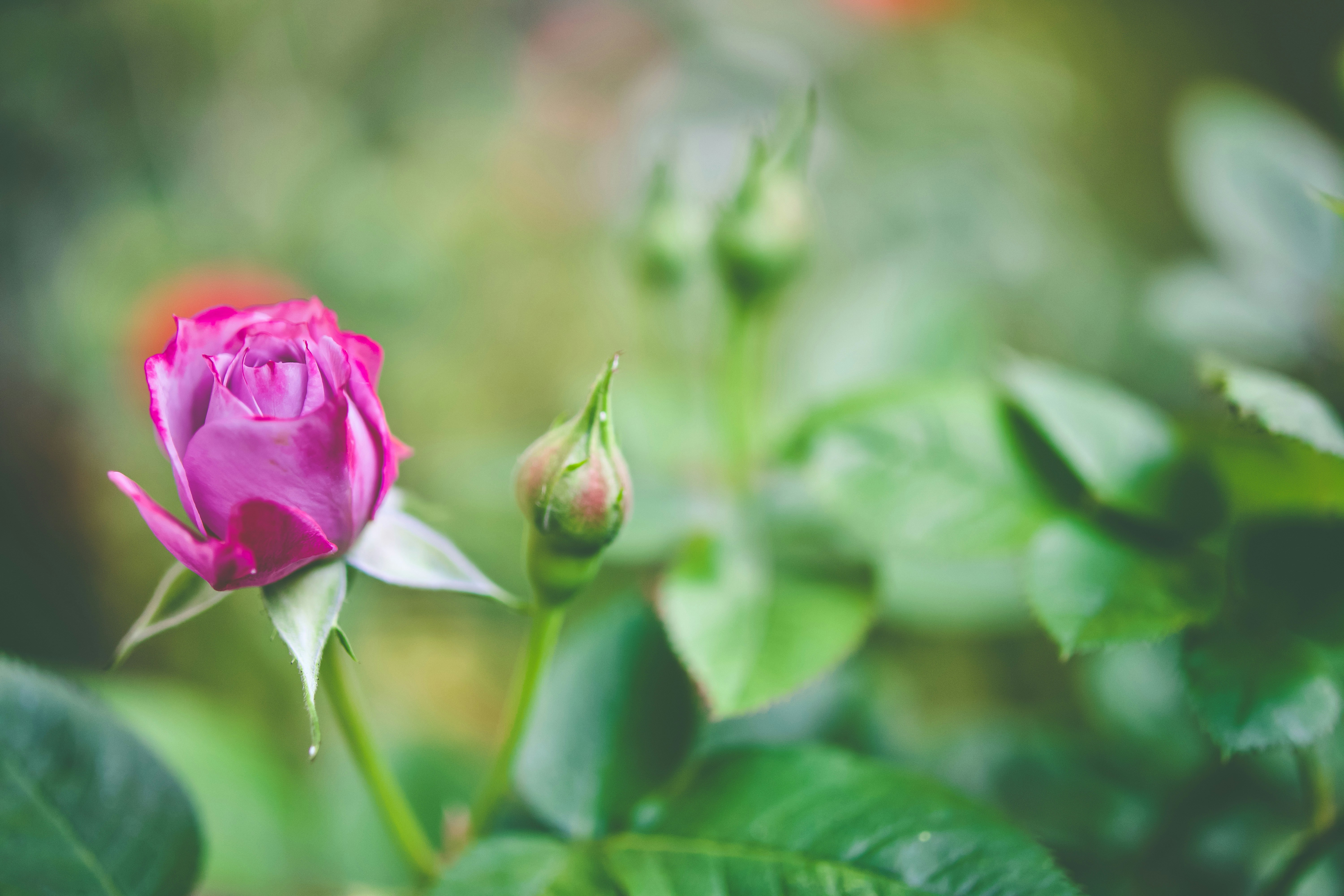A single pink rose budding in a garden photo Free Image on Unsplash