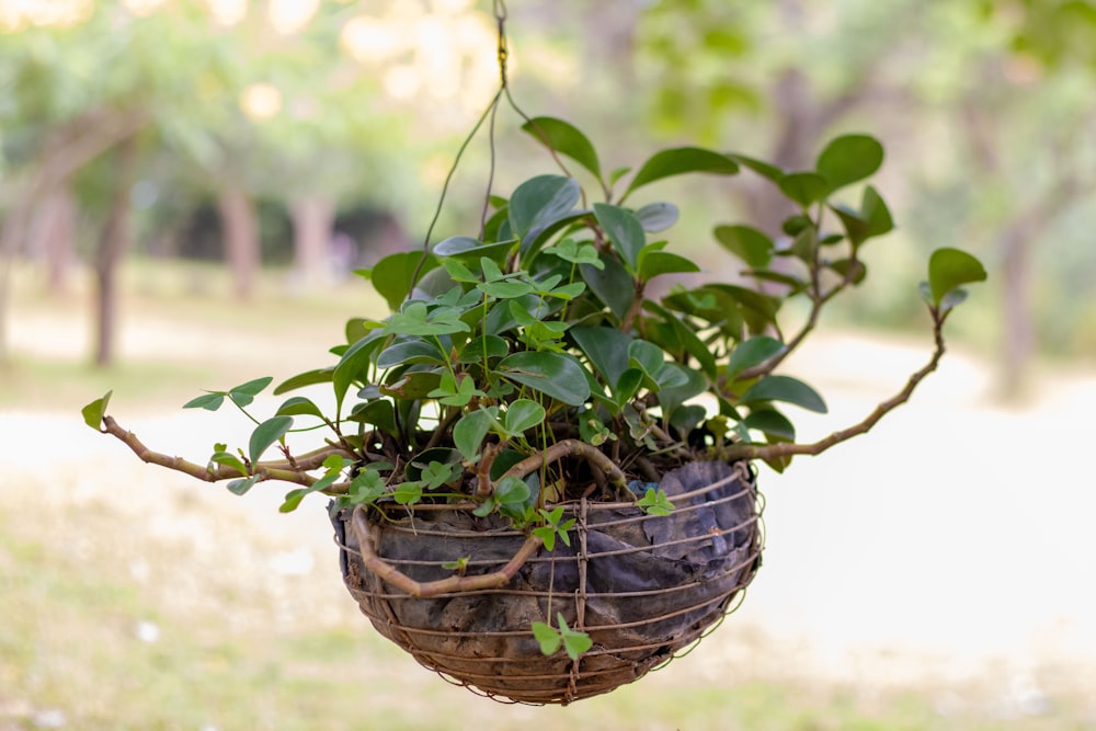 a potted plant hanging from a tree branch