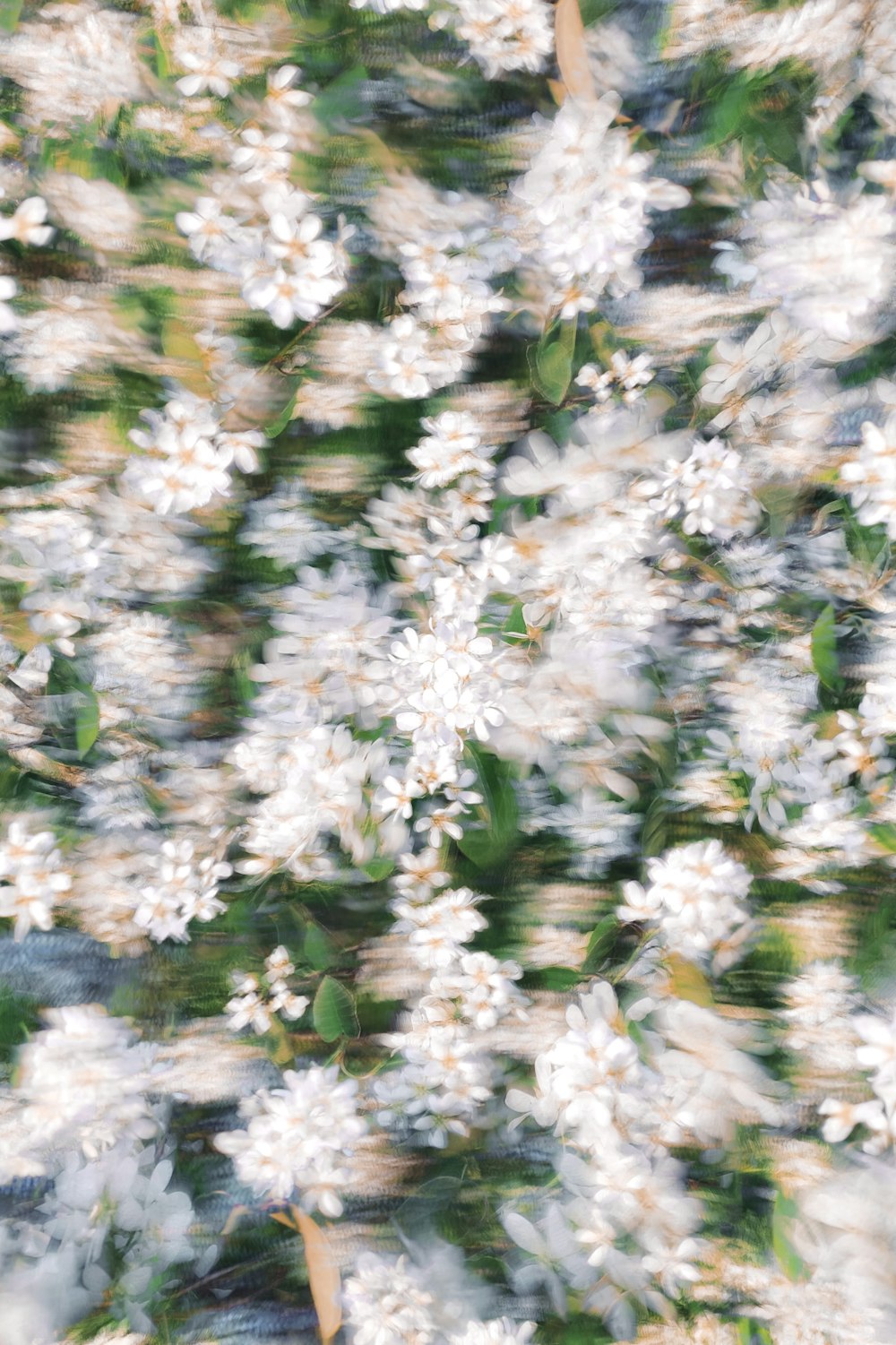 Una foto borrosa de flores blancas con hojas verdes