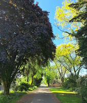 A peaceful country road lined with tall trees and wildflowers.