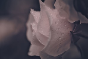 Close-up of a delicate red rose petal with dewdrops glistening in soft light
