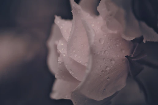 A close-up of a delicate blush rose petal dusted with golden shimmer under soft natural light.