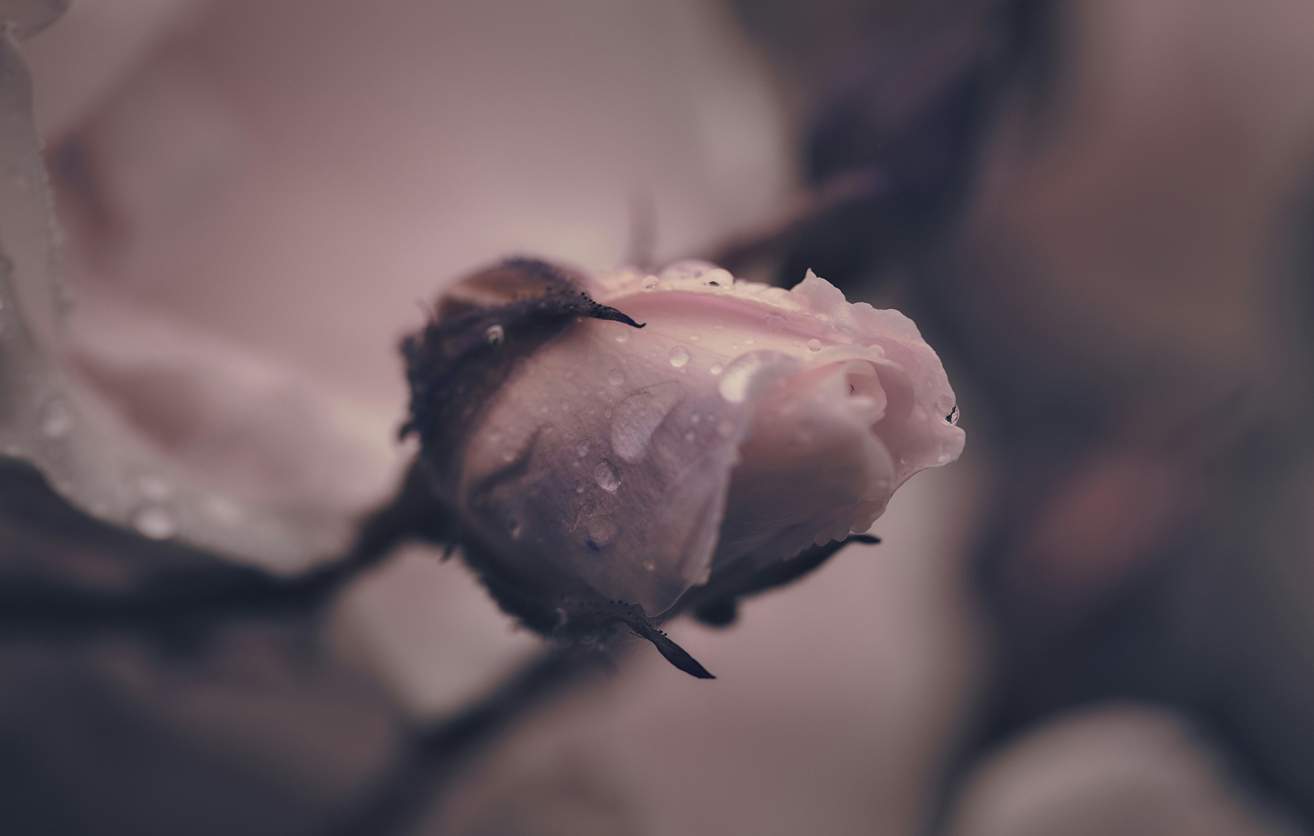 Photo by blooddrainer