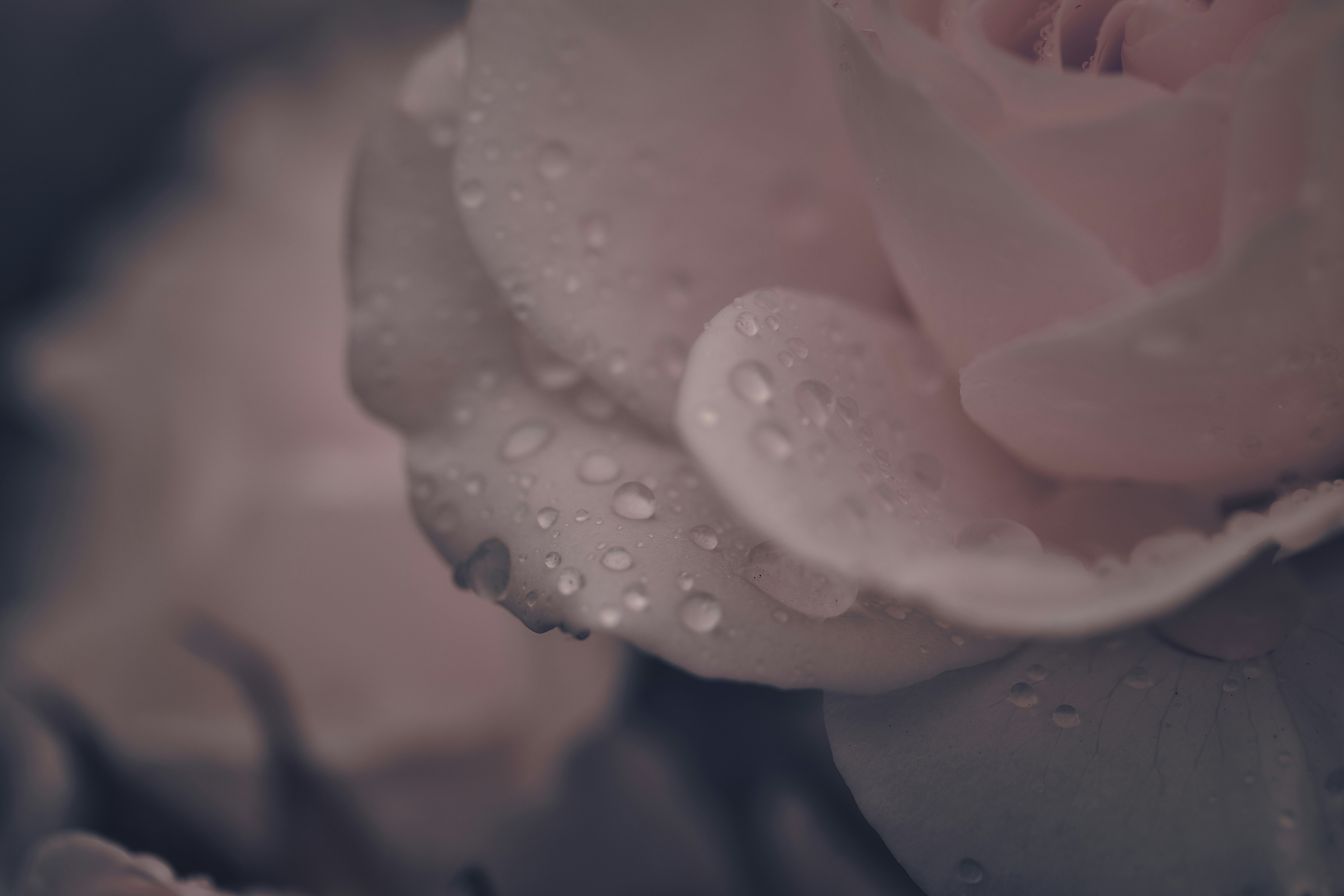 Photo by blooddrainer