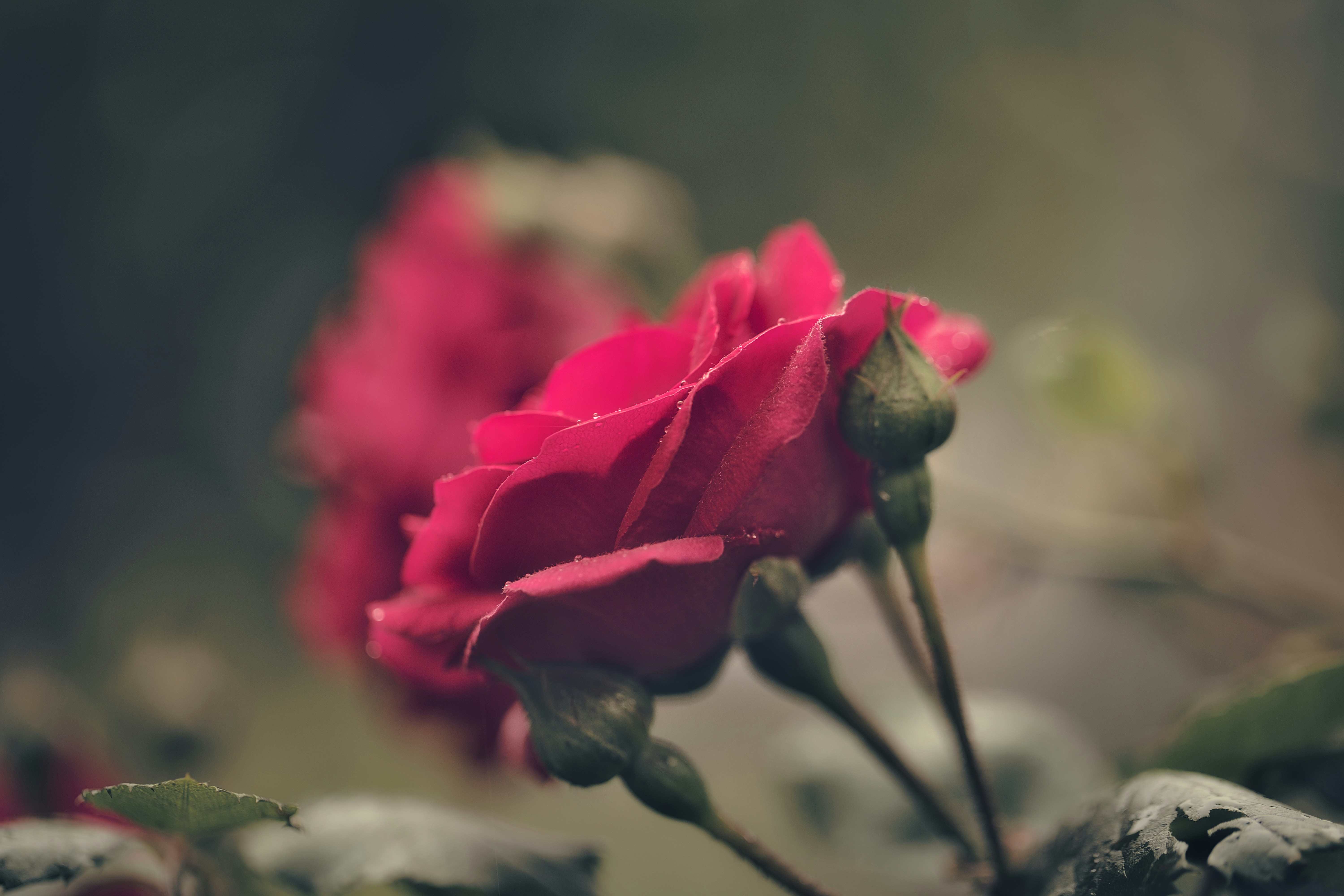 Photo by blooddrainer