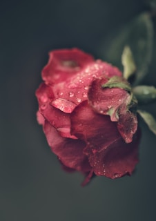 A close-up of a sensual red rose with dewdrops, symbolizing passion and intimacy.