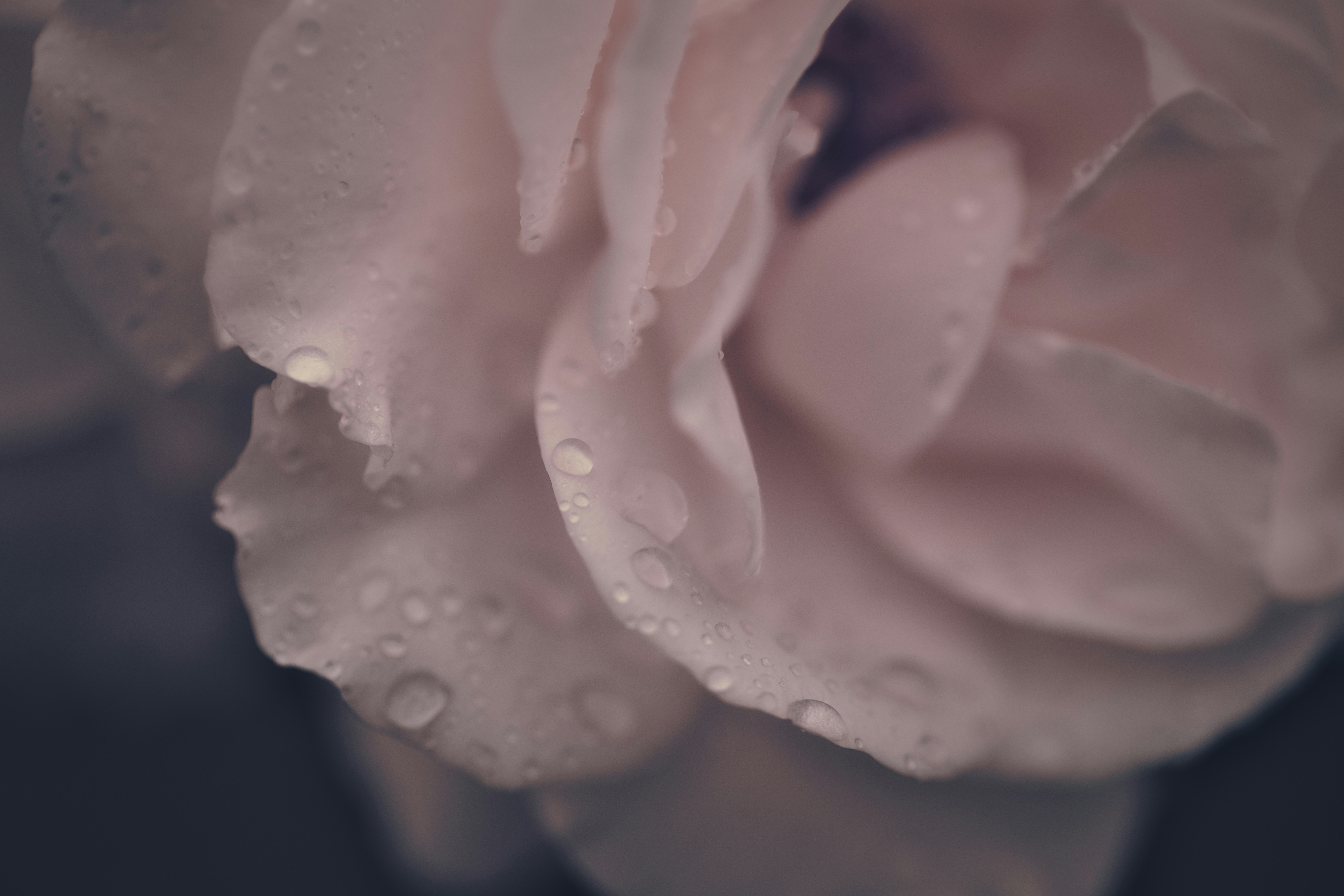 Photo by blooddrainer