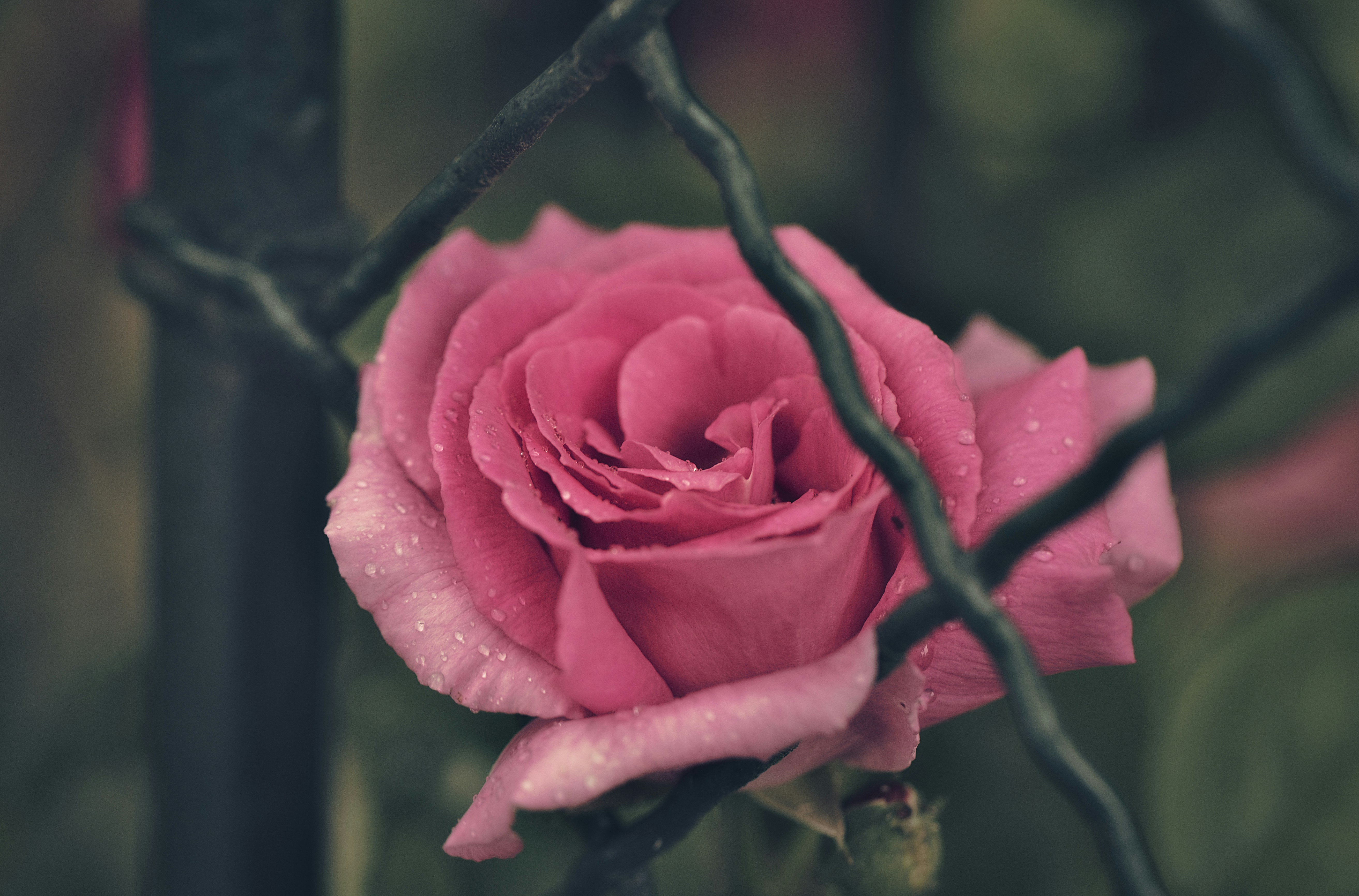 Photo by blooddrainer