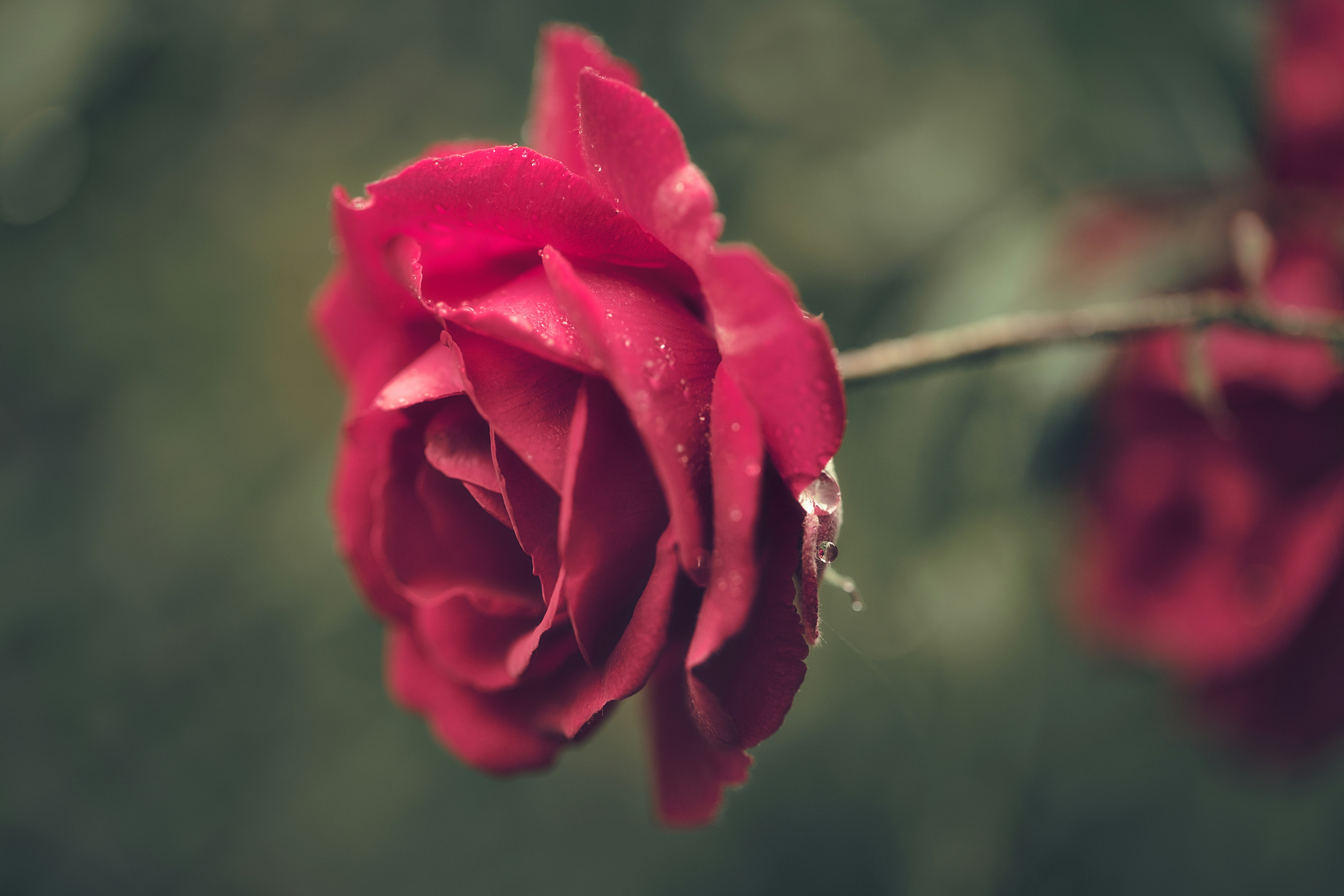 Photo by blooddrainer