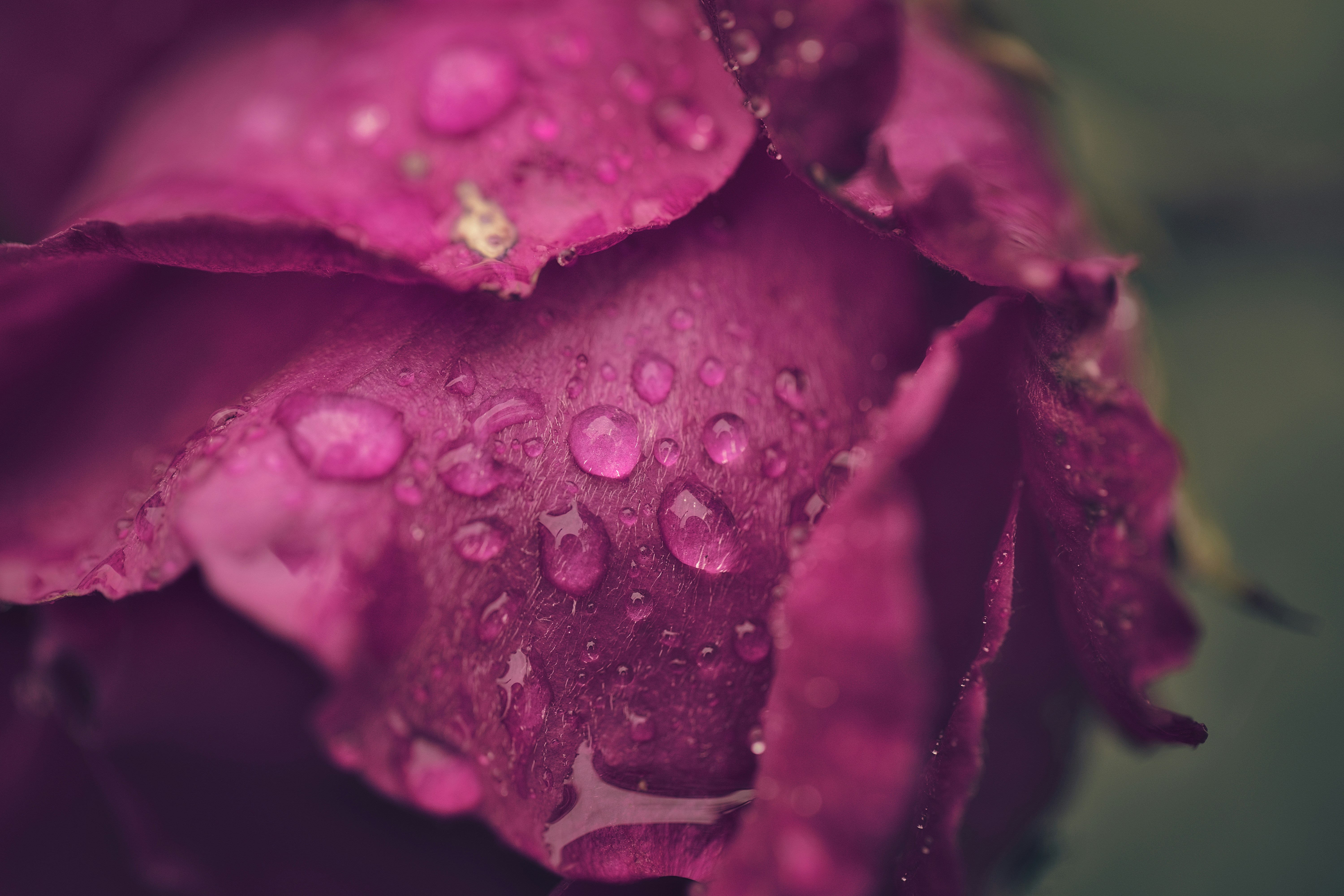 Photo by blooddrainer