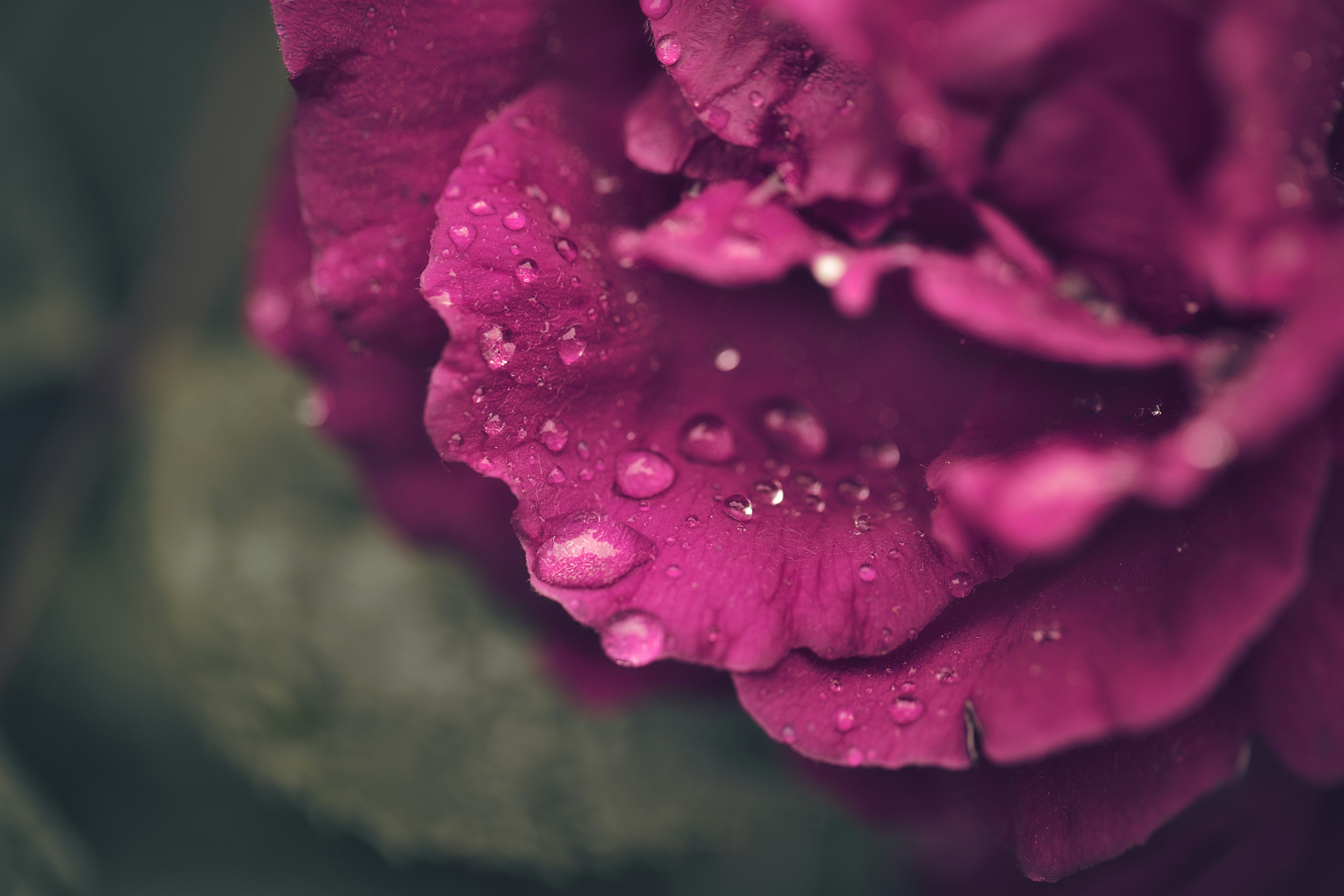 Photo by blooddrainer