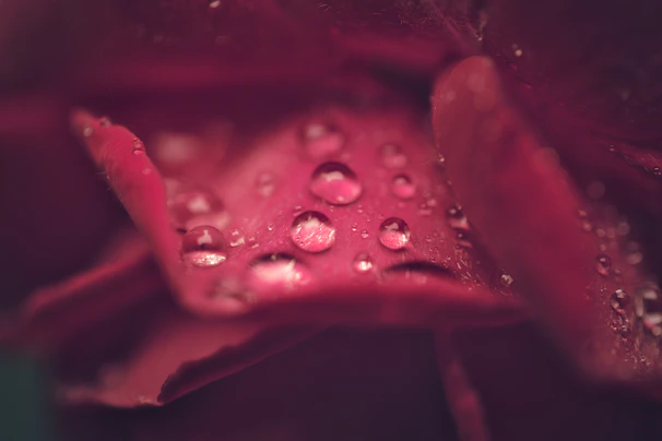 Close-up of a dewy rose petal with a soft mist of aroma spray settling gently on it.