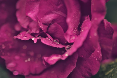Close-up of a freshly sprayed hybrid rose, petals glistening with moisture and soft pink hues.