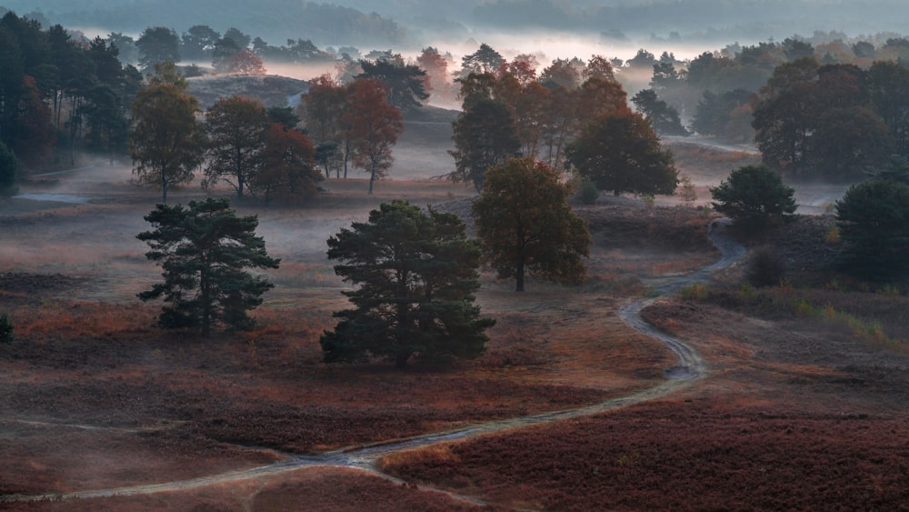 a foggy landscape with trees and a winding road