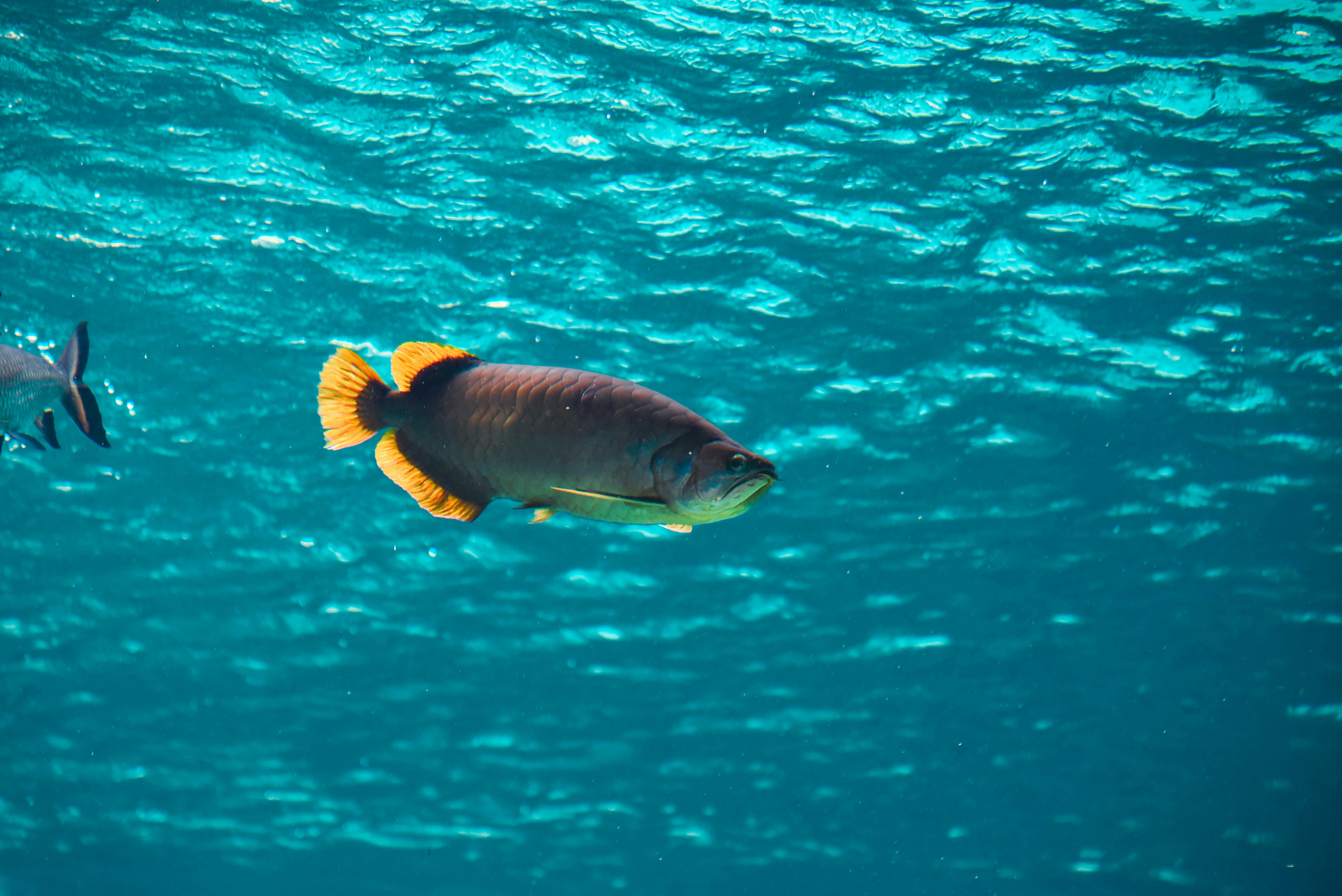 beberapa ikan berenang bersebelahan