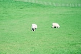 Healthy sheep grazing in a green pasture under clear skies.