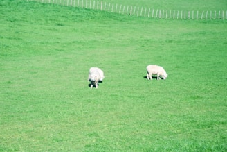 Two sheep graze peacefully on a lush, green pasture under clear skies. The expansive grassy field features a wooden fence running across the background.