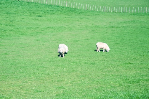 Two sheep graze peacefully on a lush, green pasture under clear skies. The expansive grassy field features a wooden fence running across the background.