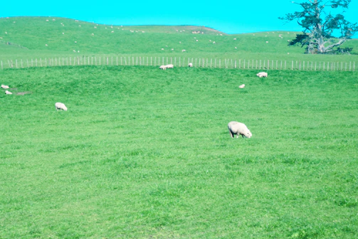 Farmers gently tending to karakul sheep in a green field surrounded by rolling hills.