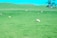 A lush green field stretches into the distance with several sheep grazing peacefully. The landscape is gently rolling, with a fence cutting across the horizon. A few trees are visible under the bright blue sky, adding depth and variation to the scene.
