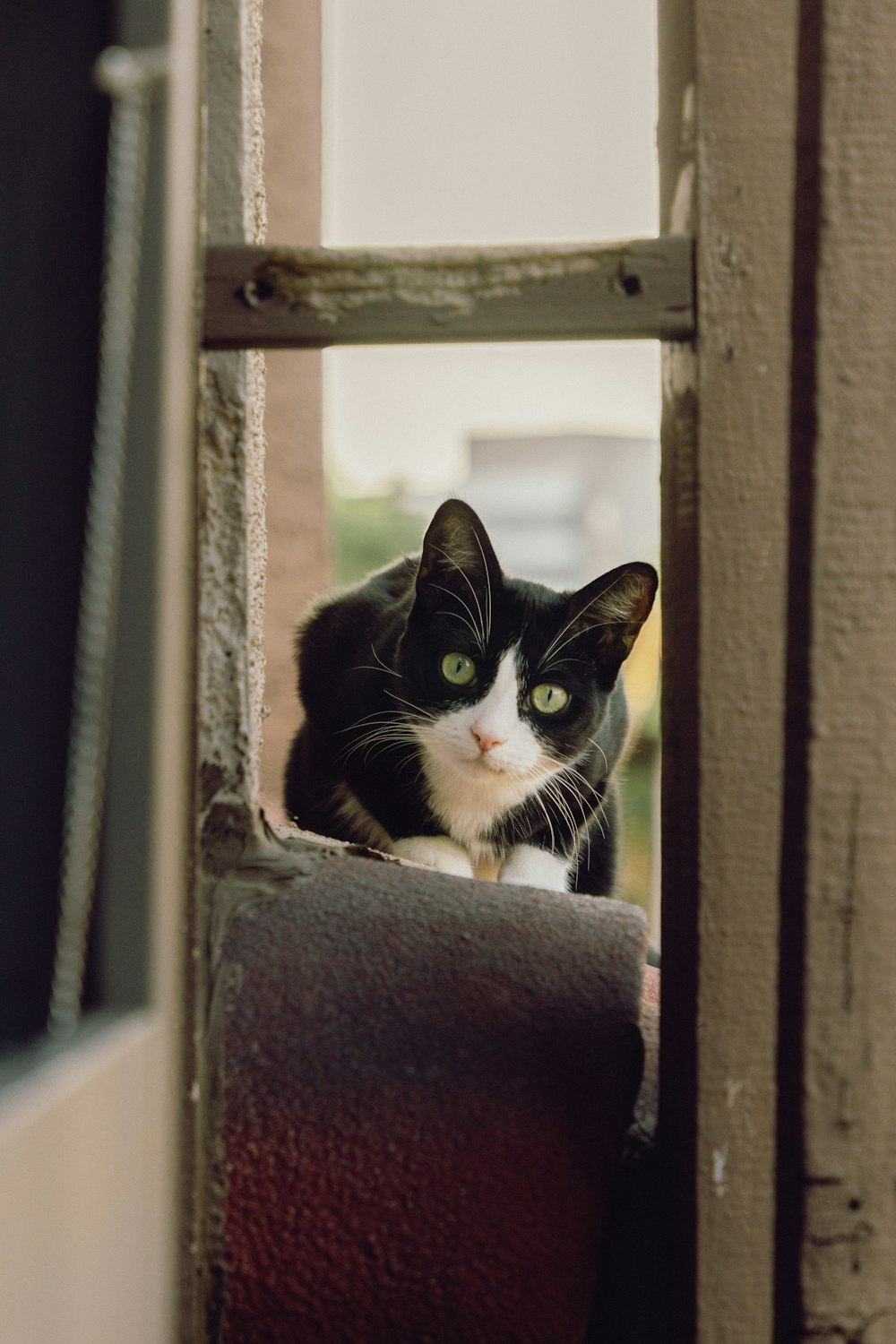 a black and white cat sitting on top of a window sill