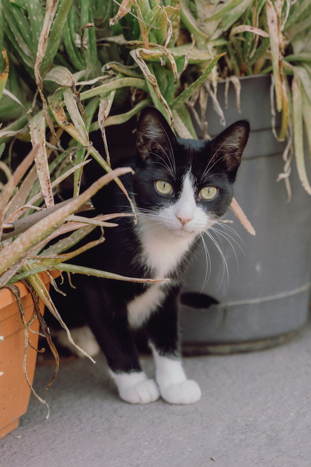 a black and white cat sitting next to a potted plant