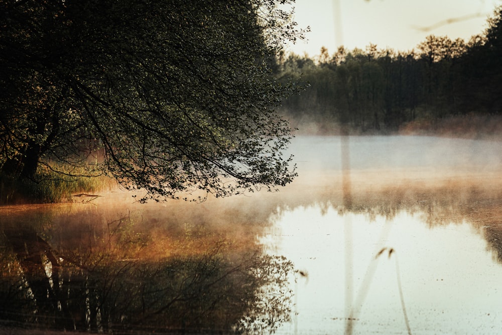 a body of water surrounded by trees and fog