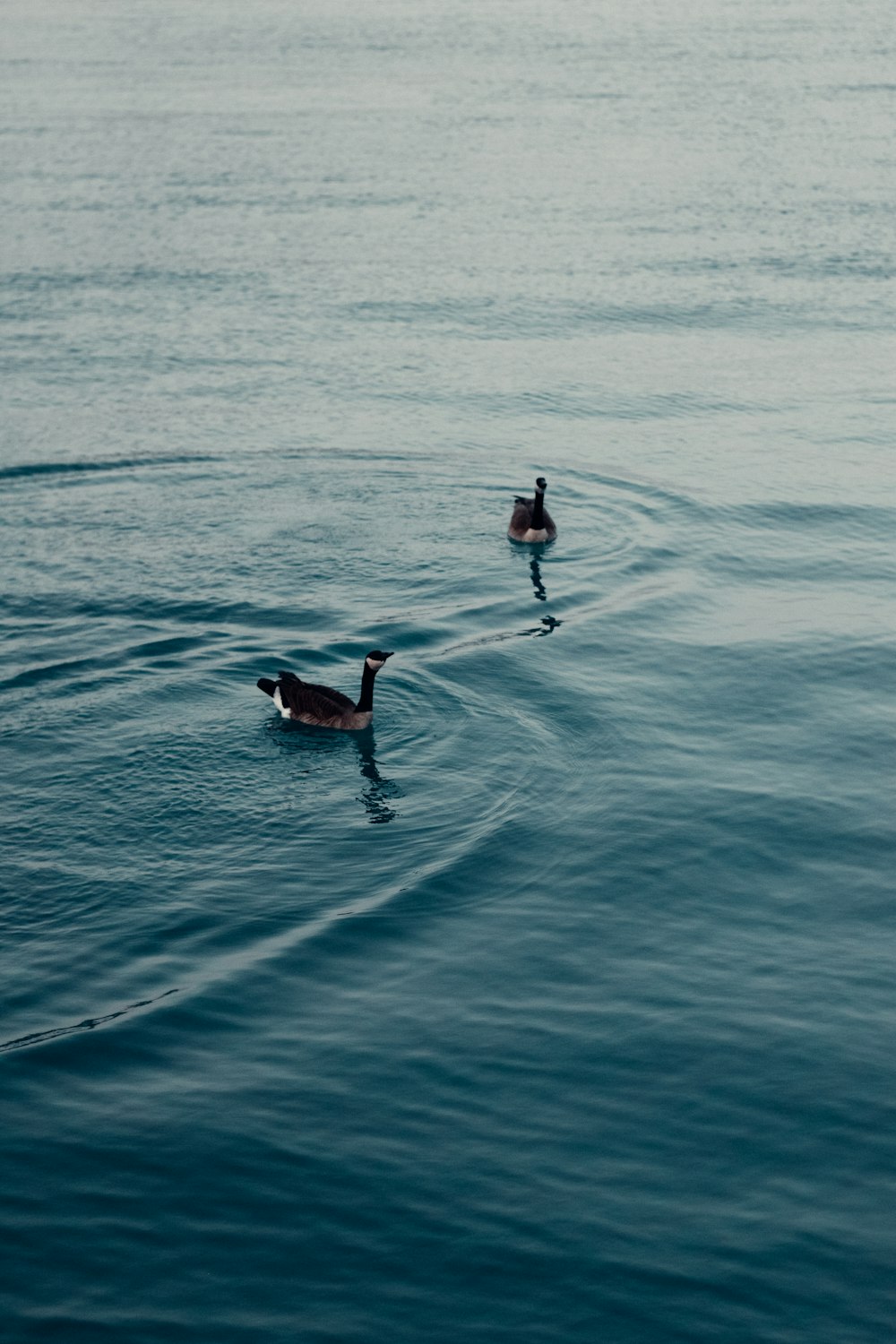 a couple of ducks floating on top of a body of water