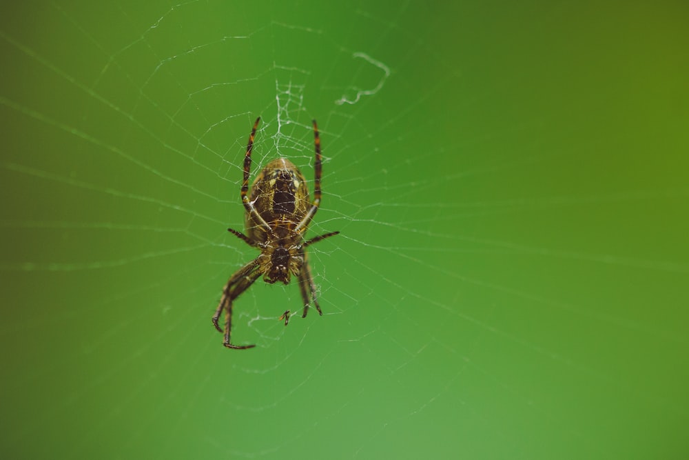 a close up of a spider on a web