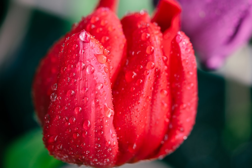 a close up of a red flower with water droplets on it