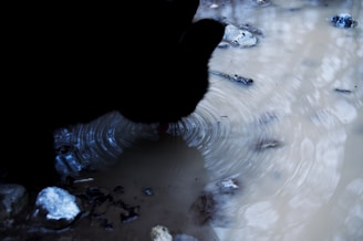 A black animal, possibly a cat, drinks water from a muddy puddle surrounded by small rocks. Ripples form where the animal's tongue touches the water, creating a circular pattern. The scene is dimly lit, adding a somewhat mysterious atmosphere.