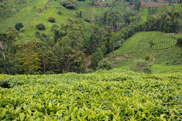 A panoramic view of the 10-hectare plantation nestled in Lombok’s rolling hills.