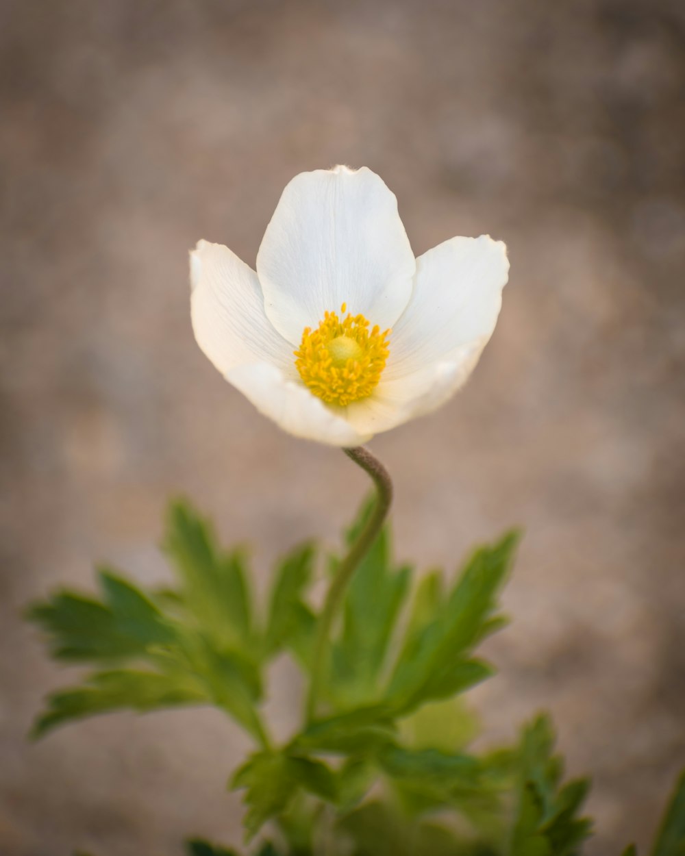 a single white flower with a yellow center