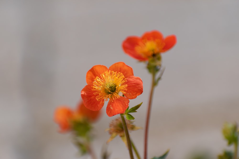 Un gruppo di fiori d'arancio seduti sopra una pianta verde