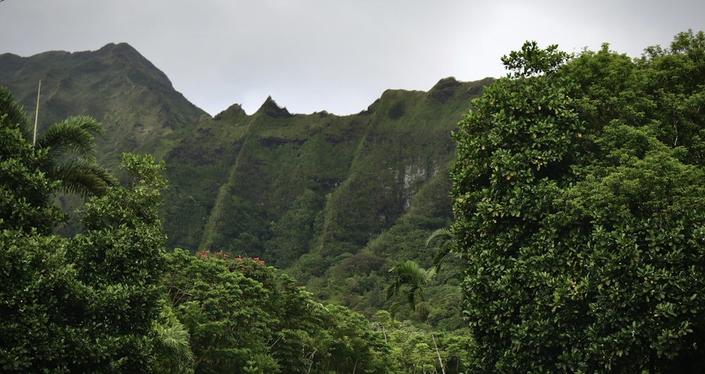 a lush green forest filled with lots of trees