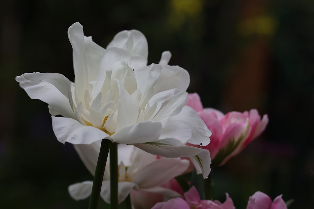 un primo piano di un fiore bianco e rosa