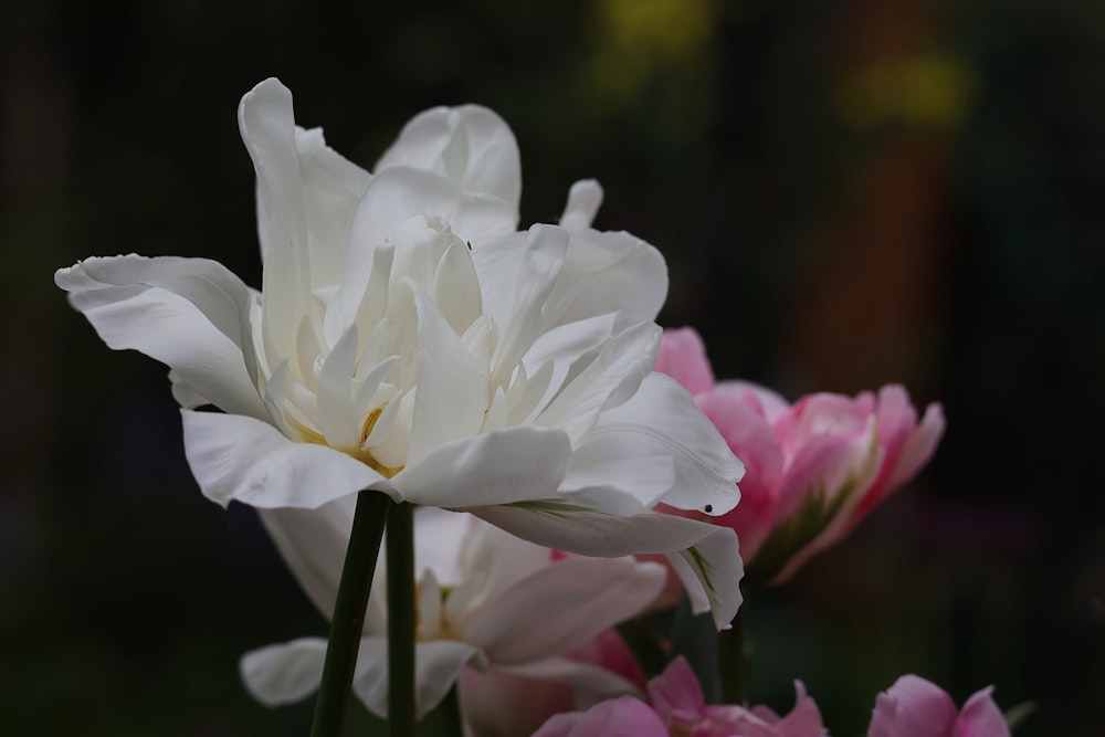 a close up of a white and pink flower