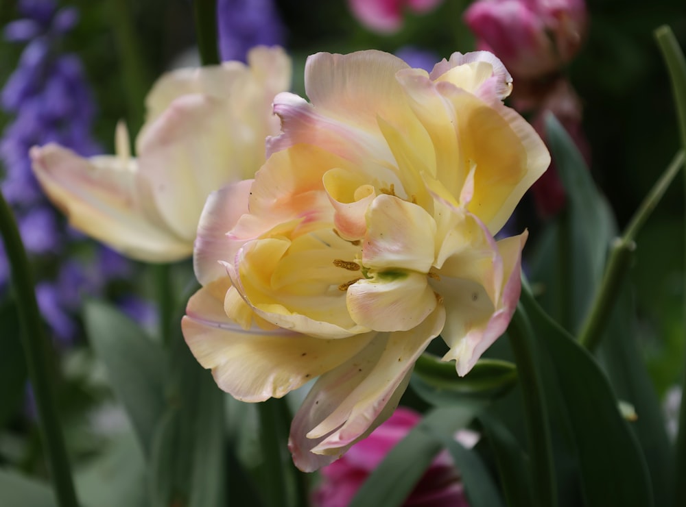 a close up of a yellow and pink flower