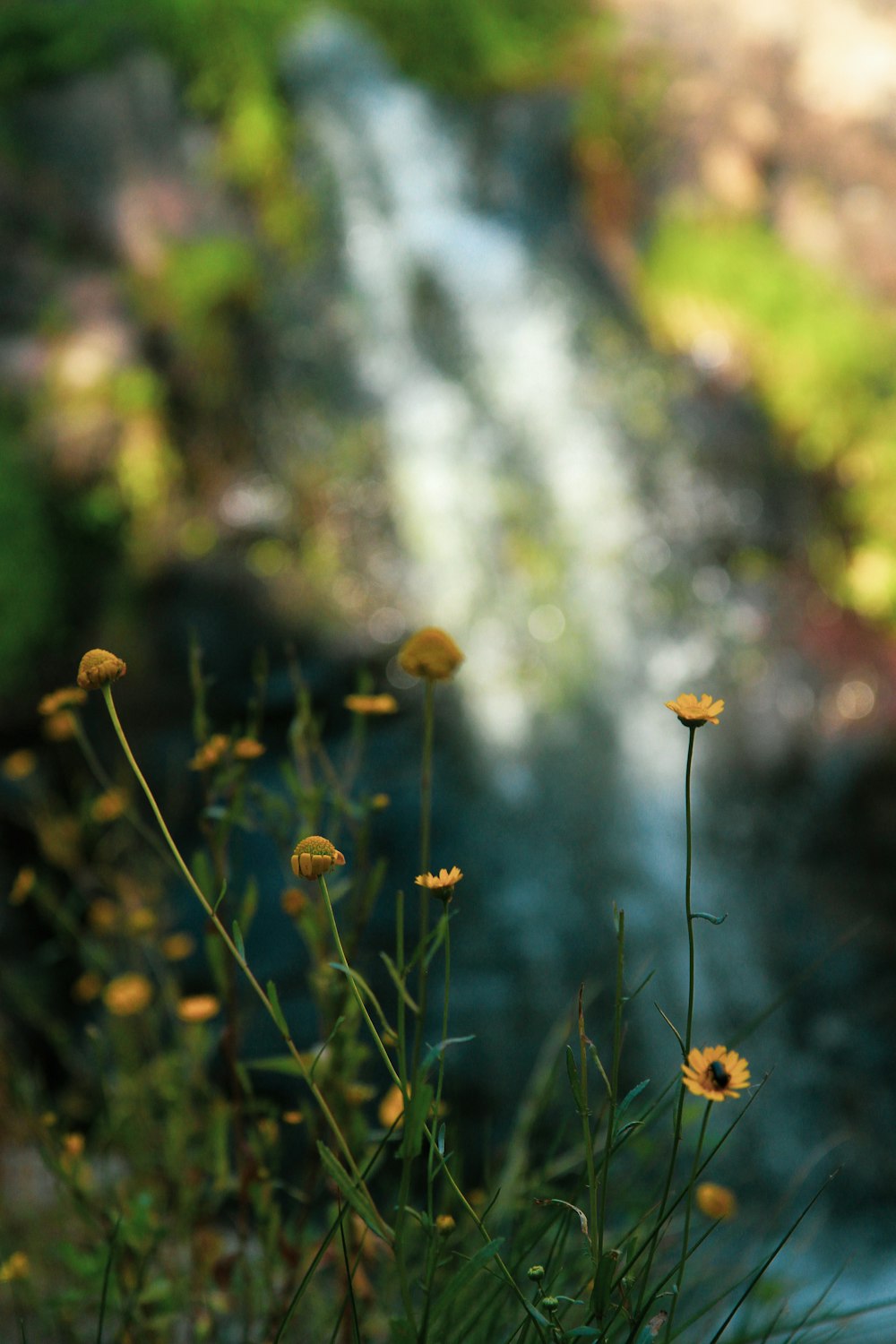 a bunch of flowers that are by some water