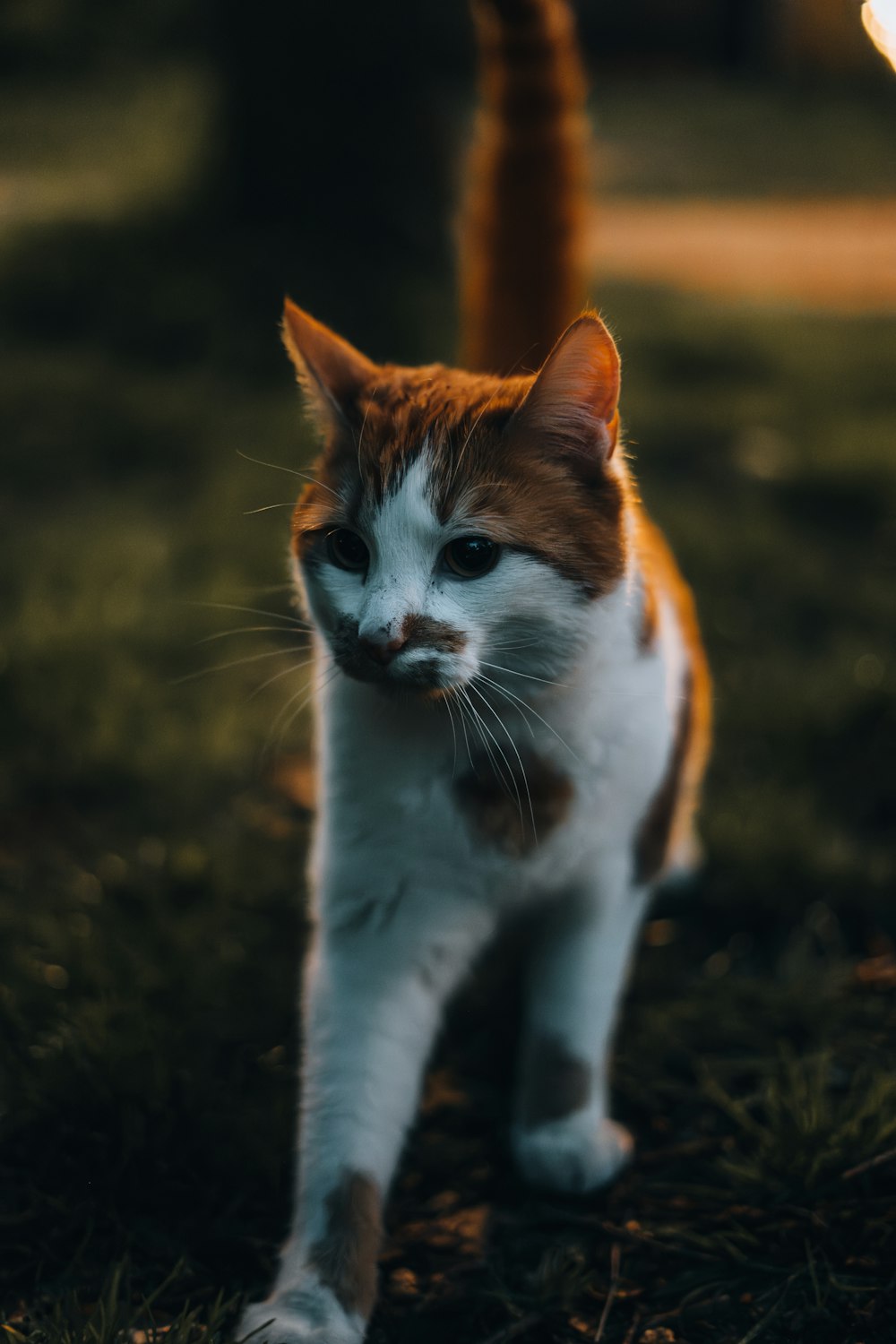 a cat standing on top of a lush green field