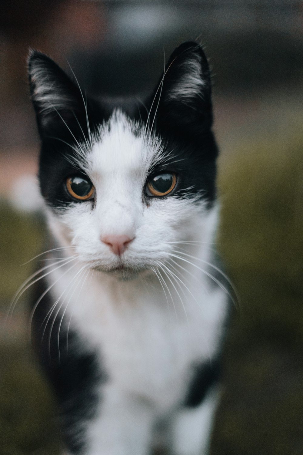 Un gatto in bianco e nero sta guardando la telecamera
