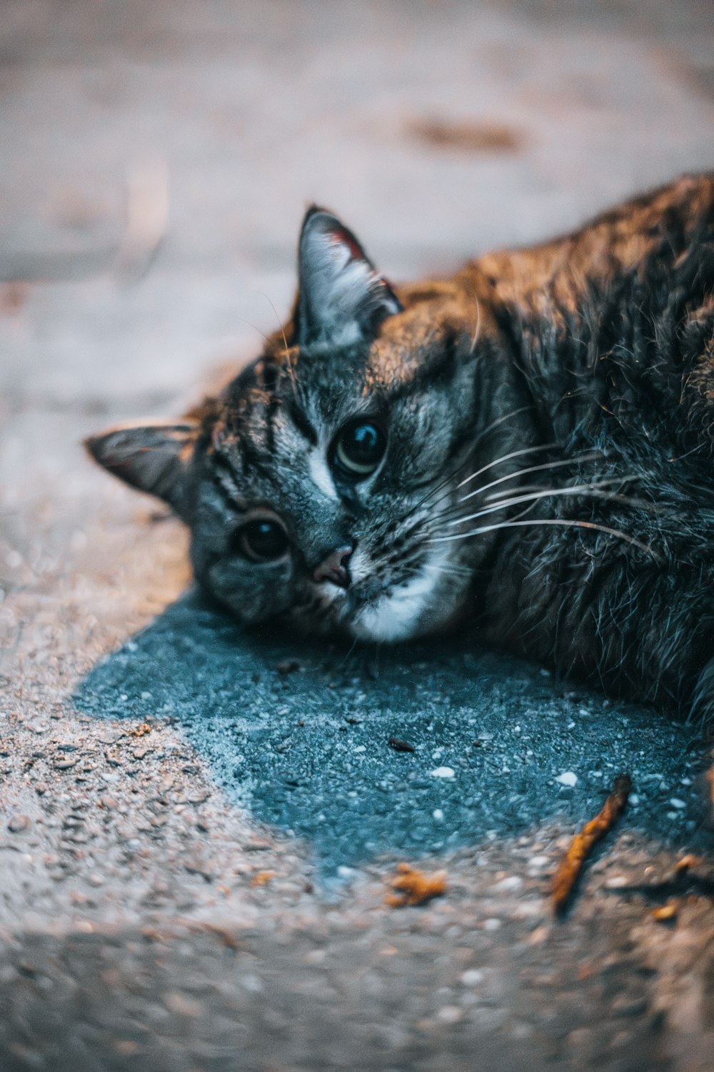 a close up of a cat laying on the ground